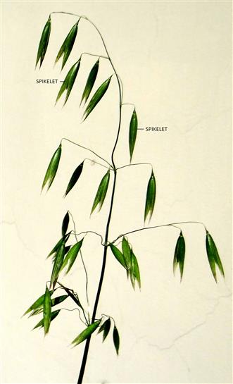 Avena sativa